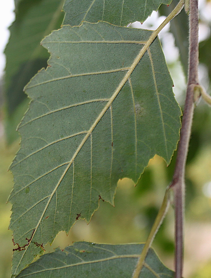 Image of Betula nigra specimen.