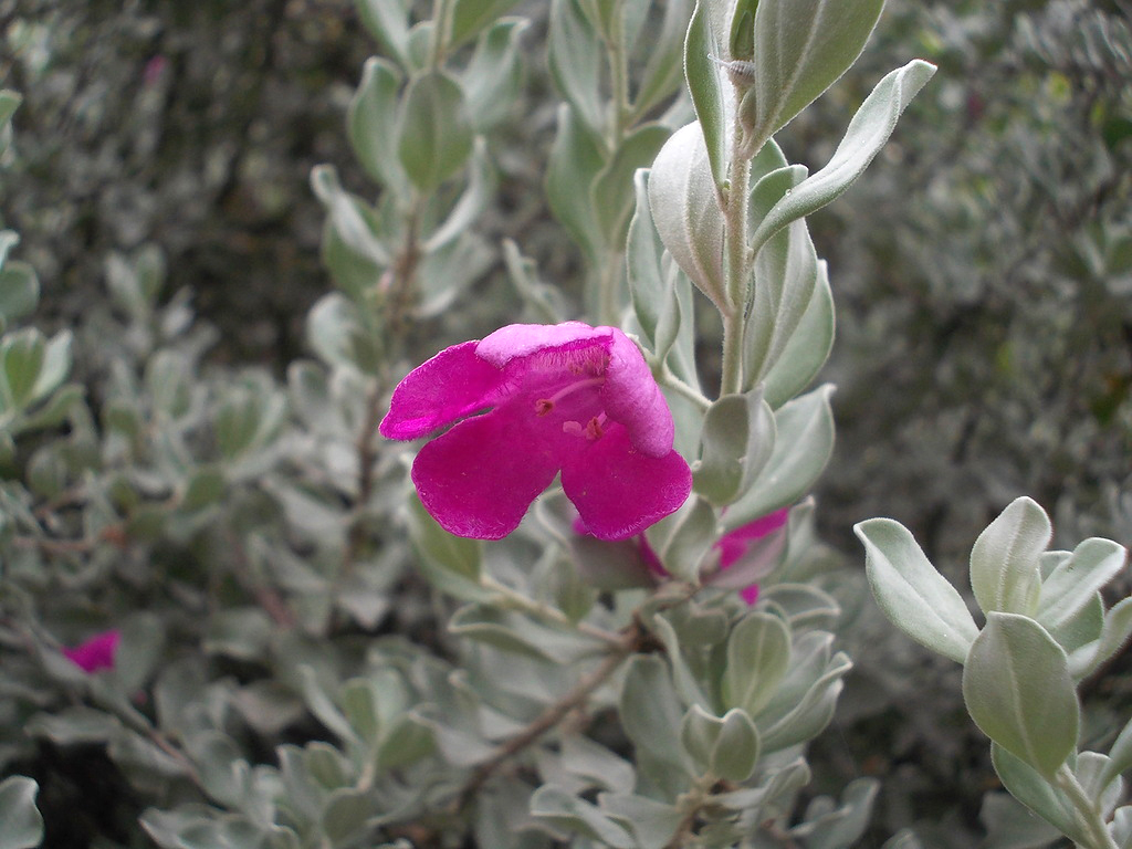 Изображение особи род Leucophyllum.