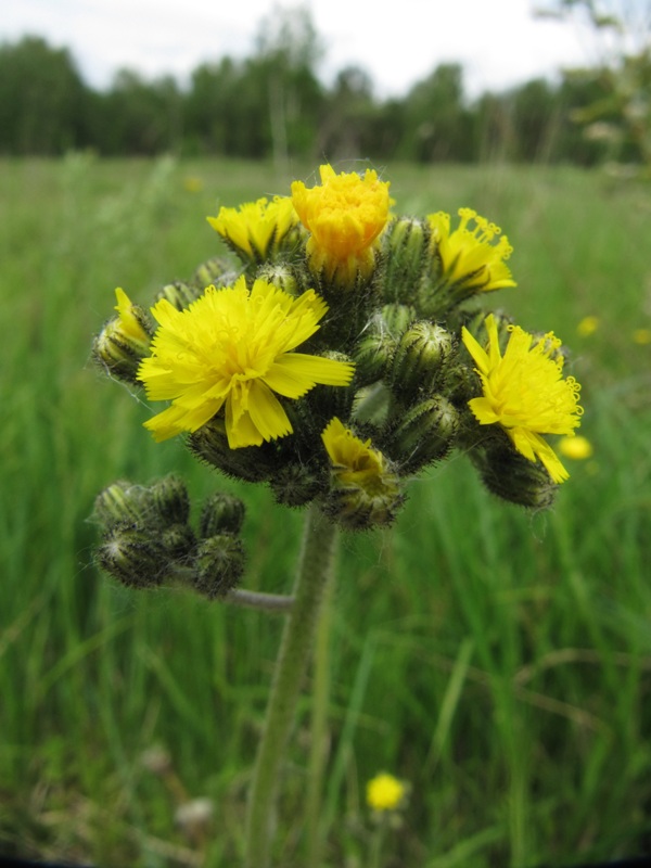 Изображение особи Pilosella vaillantii.