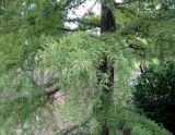 Taxodium distichum. Ветви с развивающимися микростробилами в средней части кроны. Венгрия, г. Будапешт, городской парк Варошлигет, окр. замка Вайдахуняд, берег озера. 01.09.2012.