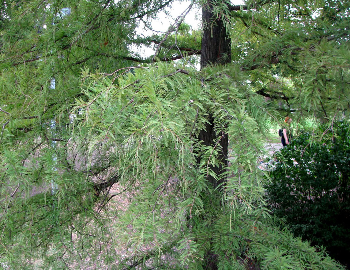 Image of Taxodium distichum specimen.