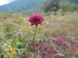 род Scabiosa