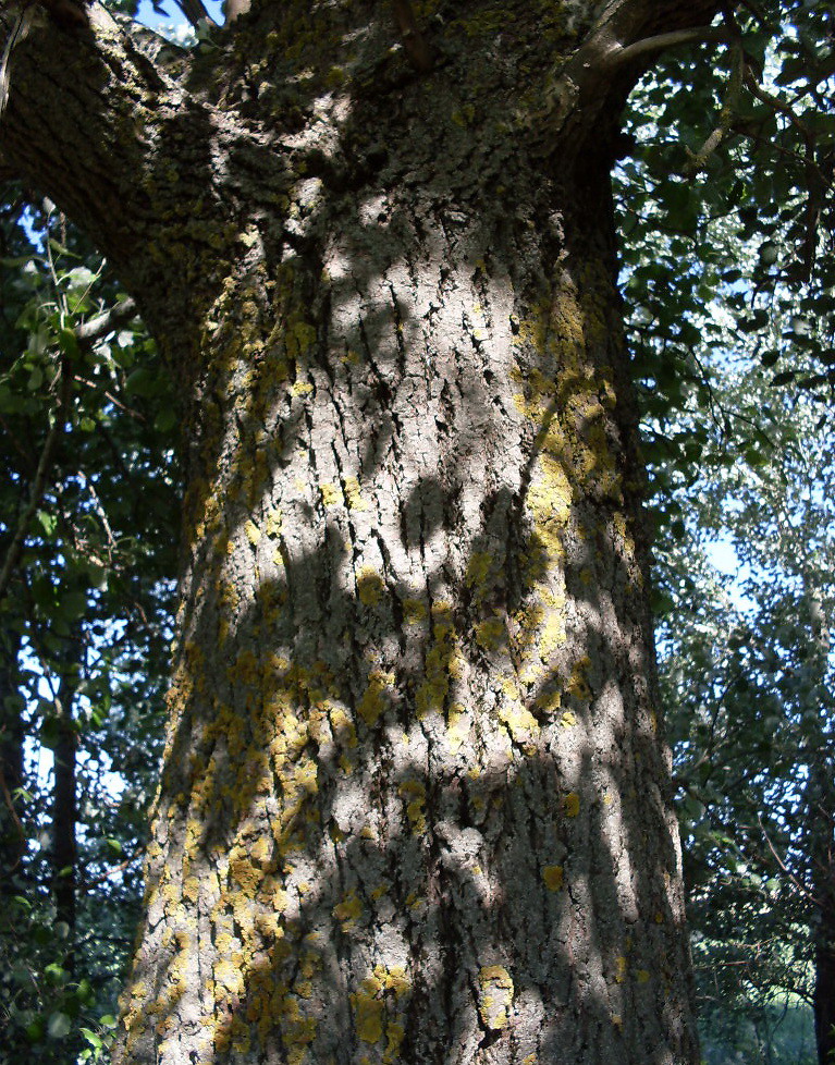 Image of Populus × canescens specimen.