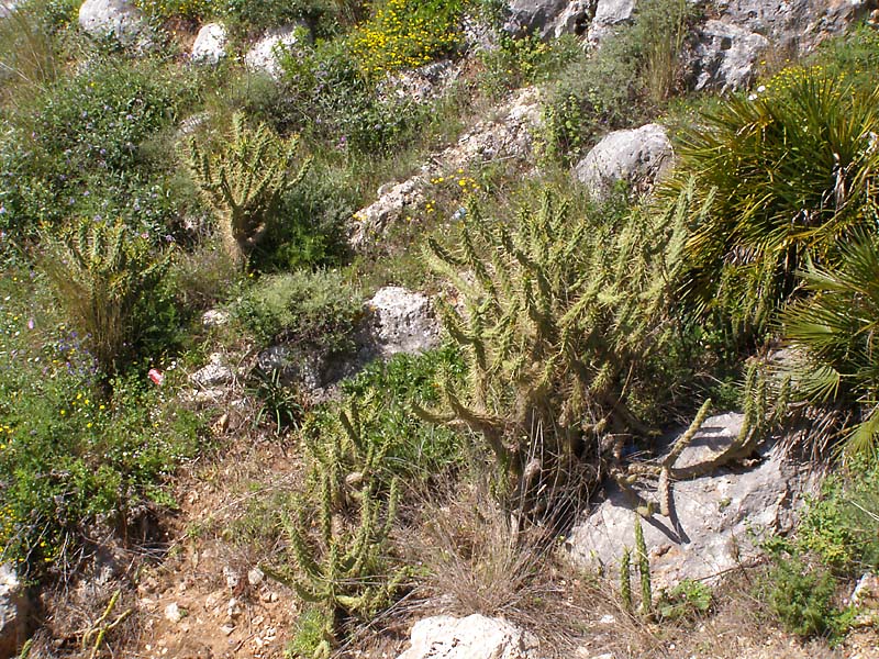 Изображение особи Austrocylindropuntia subulata.