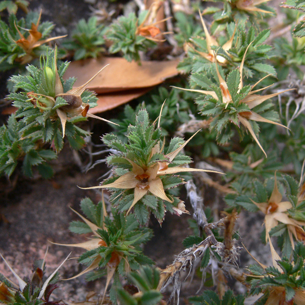 Image of Ononis minutissima specimen.