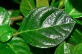 Barleria repens