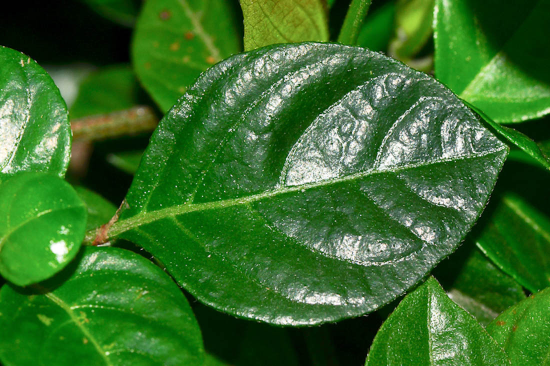 Image of Barleria repens specimen.