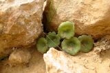 Umbilicus intermedius. Вегетирующее растение. Израиль, нагорье Негев, горная гряда Бокер, северо-восточный склон горы. 13.03.2012.