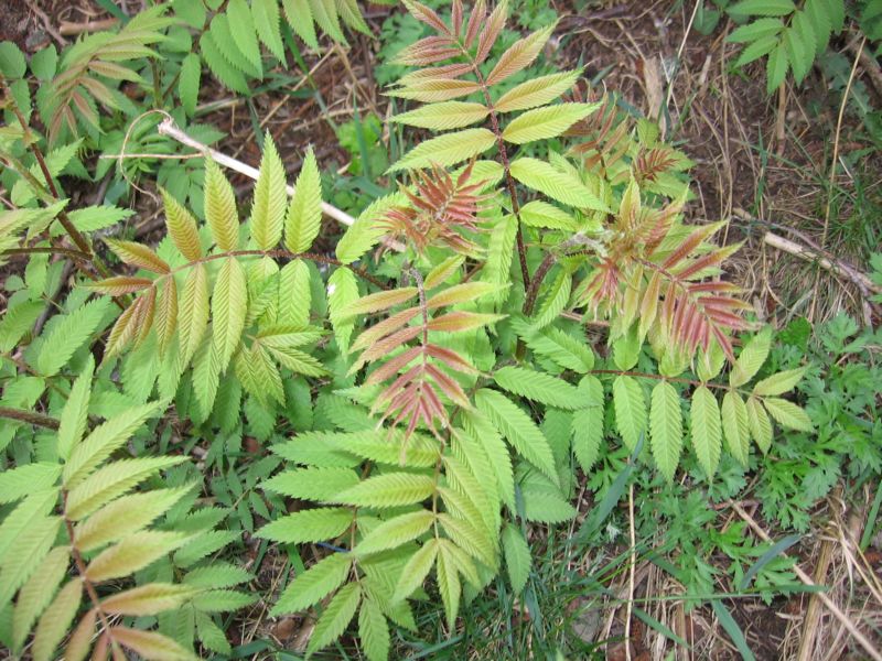 Изображение особи Sorbaria sorbifolia.