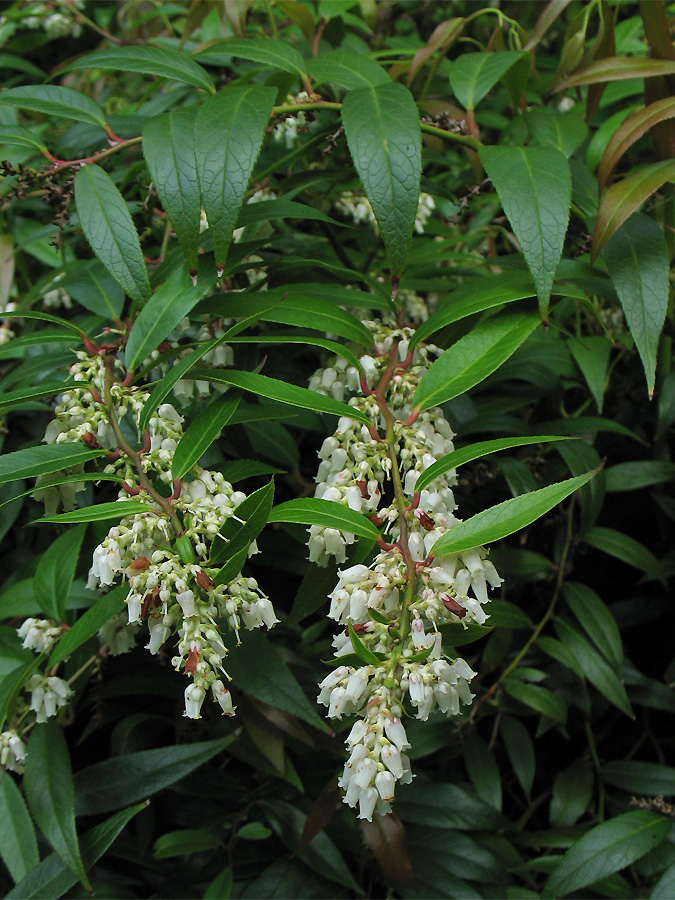 Image of Leucothoe fontanesiana specimen.
