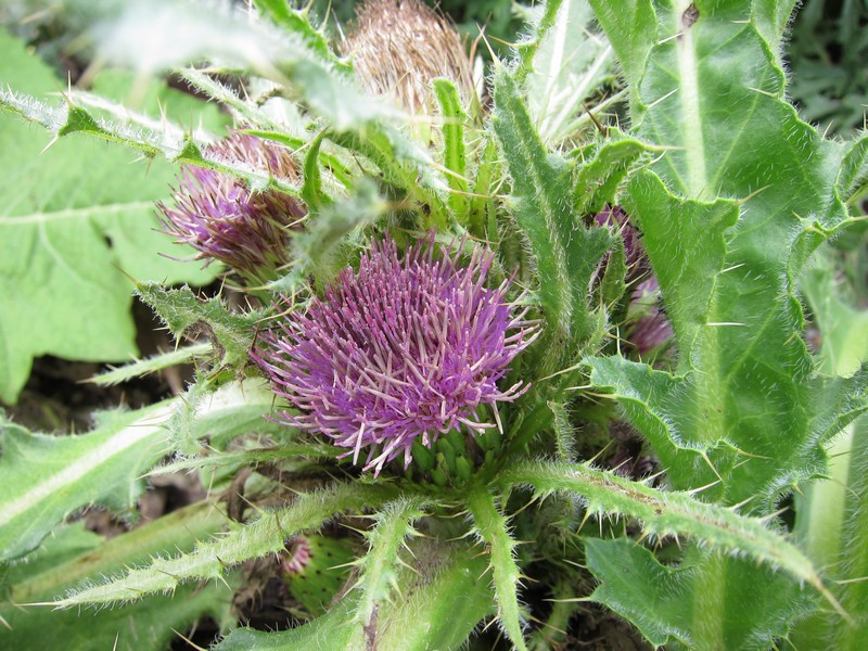 Image of Cirsium esculentum specimen.