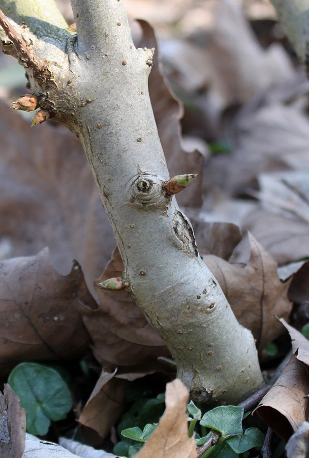 Image of Syringa chinensis specimen.