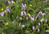 Astragalus megalanthus. Цветущие растения. Казахстан, Восточно-Казахстанская обл., Западный Алтай, скл. Ульбинского хребта, окр. с. Ушановское. 02.05.2013.