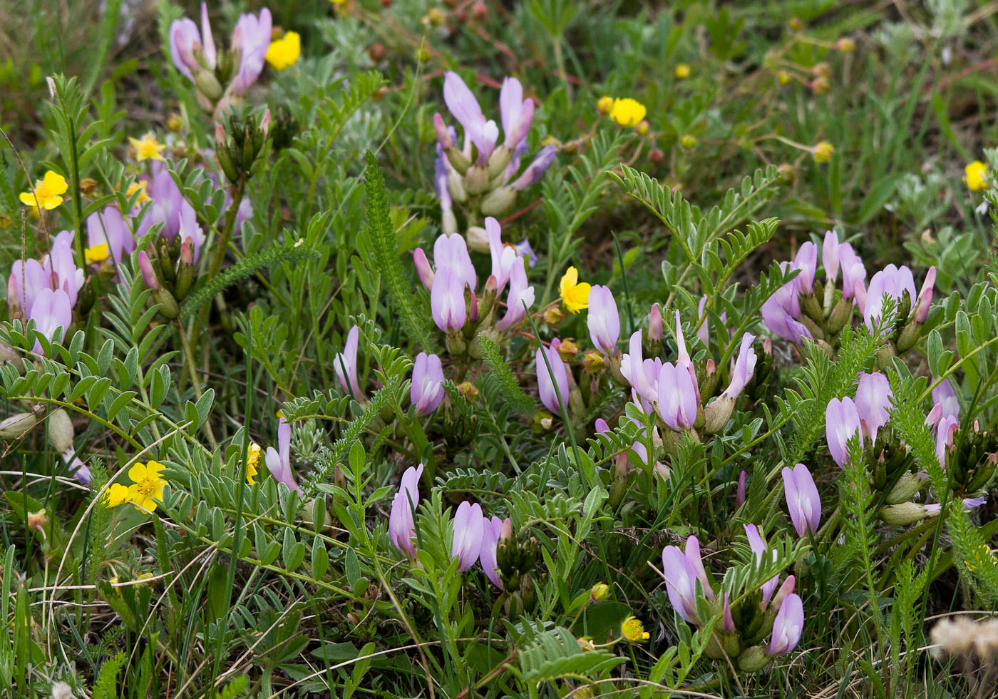 Изображение особи Astragalus megalanthus.