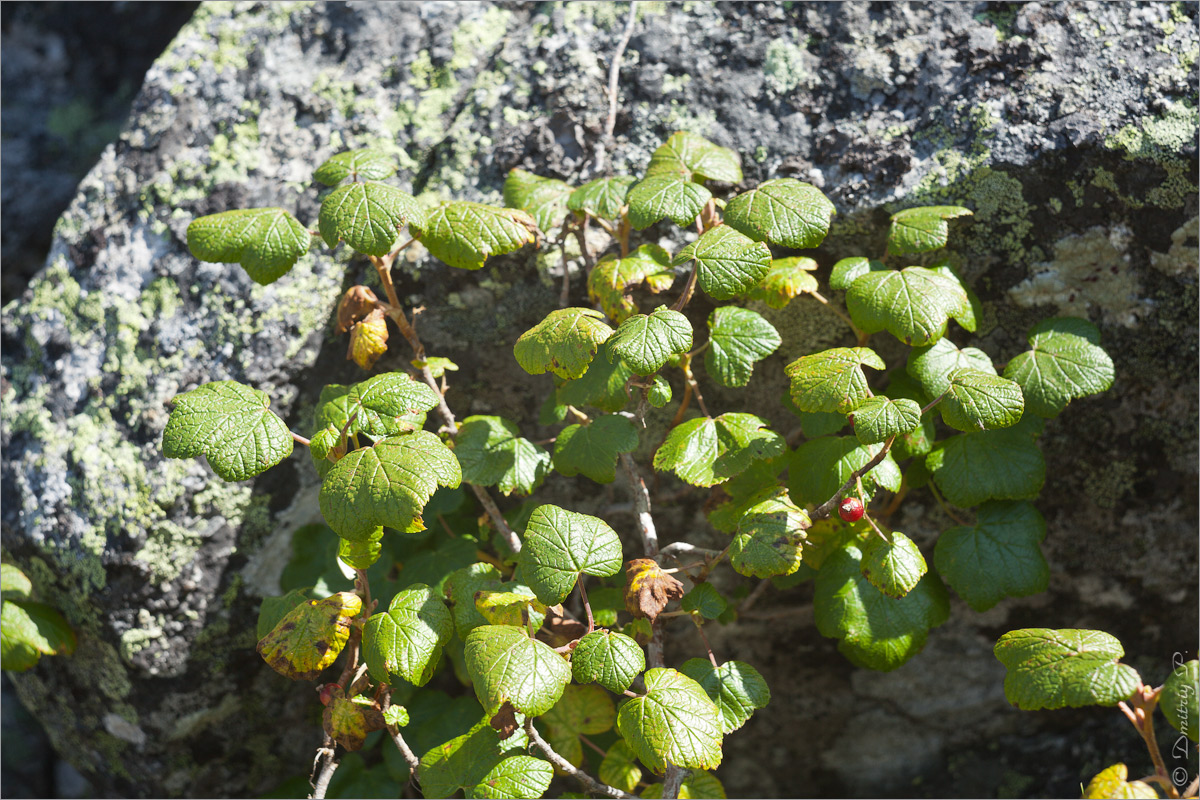 Image of Ribes graveolens specimen.