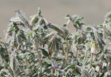 Onosma staminea. Верхушка цветущего растения. Западный Казахстан, западный чинк плато Устюрт 18 км NNO п. Бейнеу. 04.05.2013.
