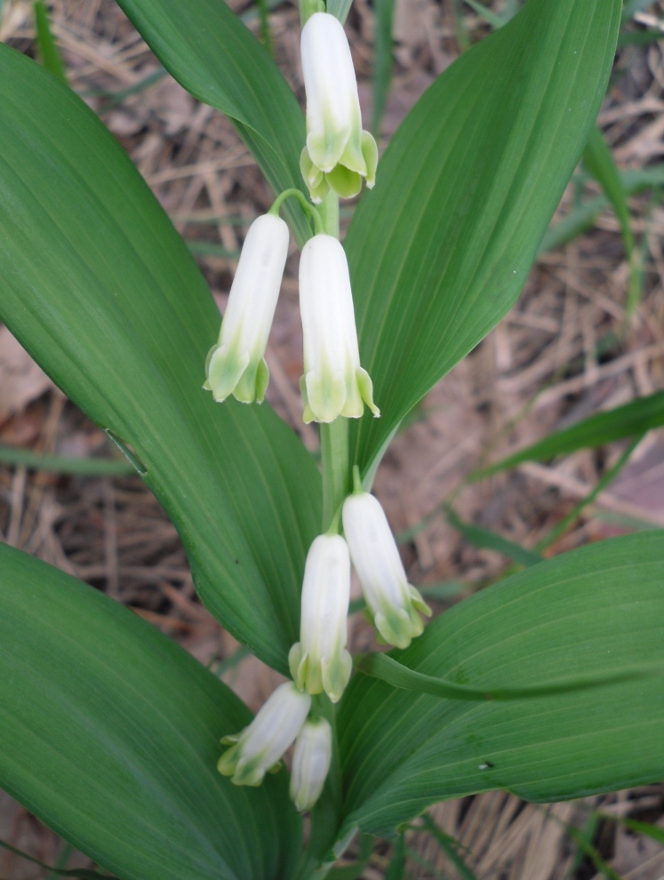 Image of Polygonatum odoratum specimen.