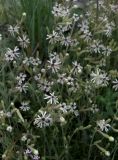 Silene supina