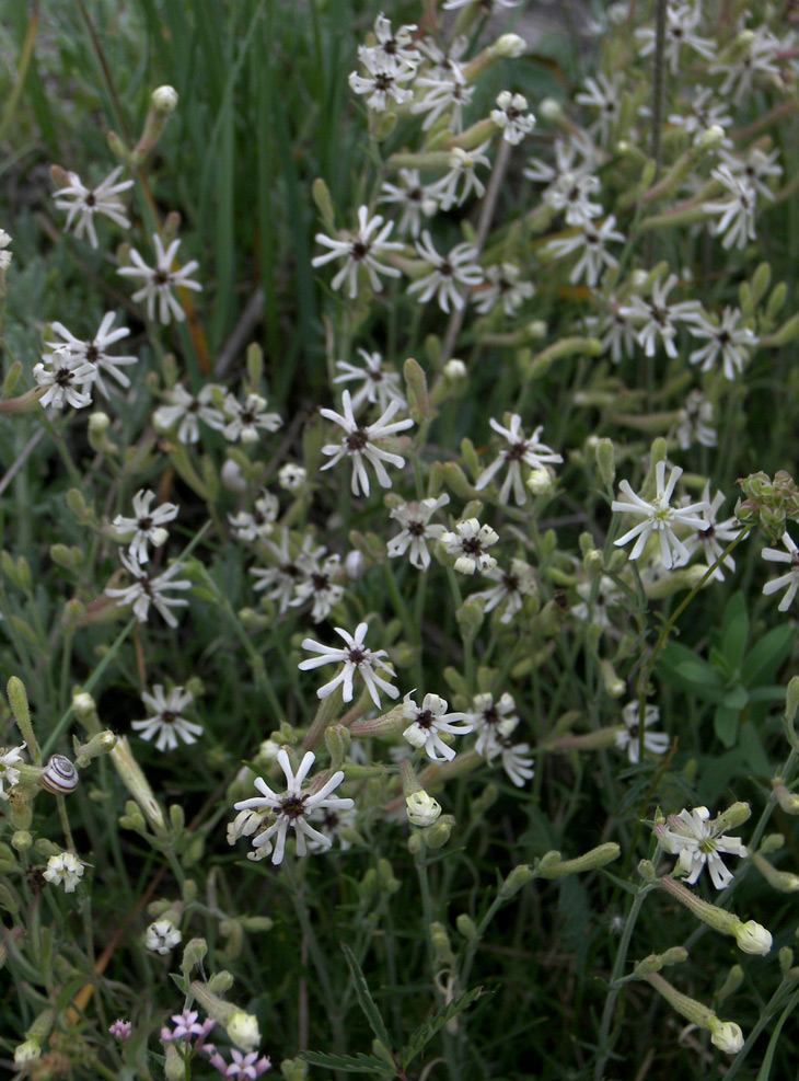 Image of Silene supina specimen.