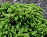 Picea abies