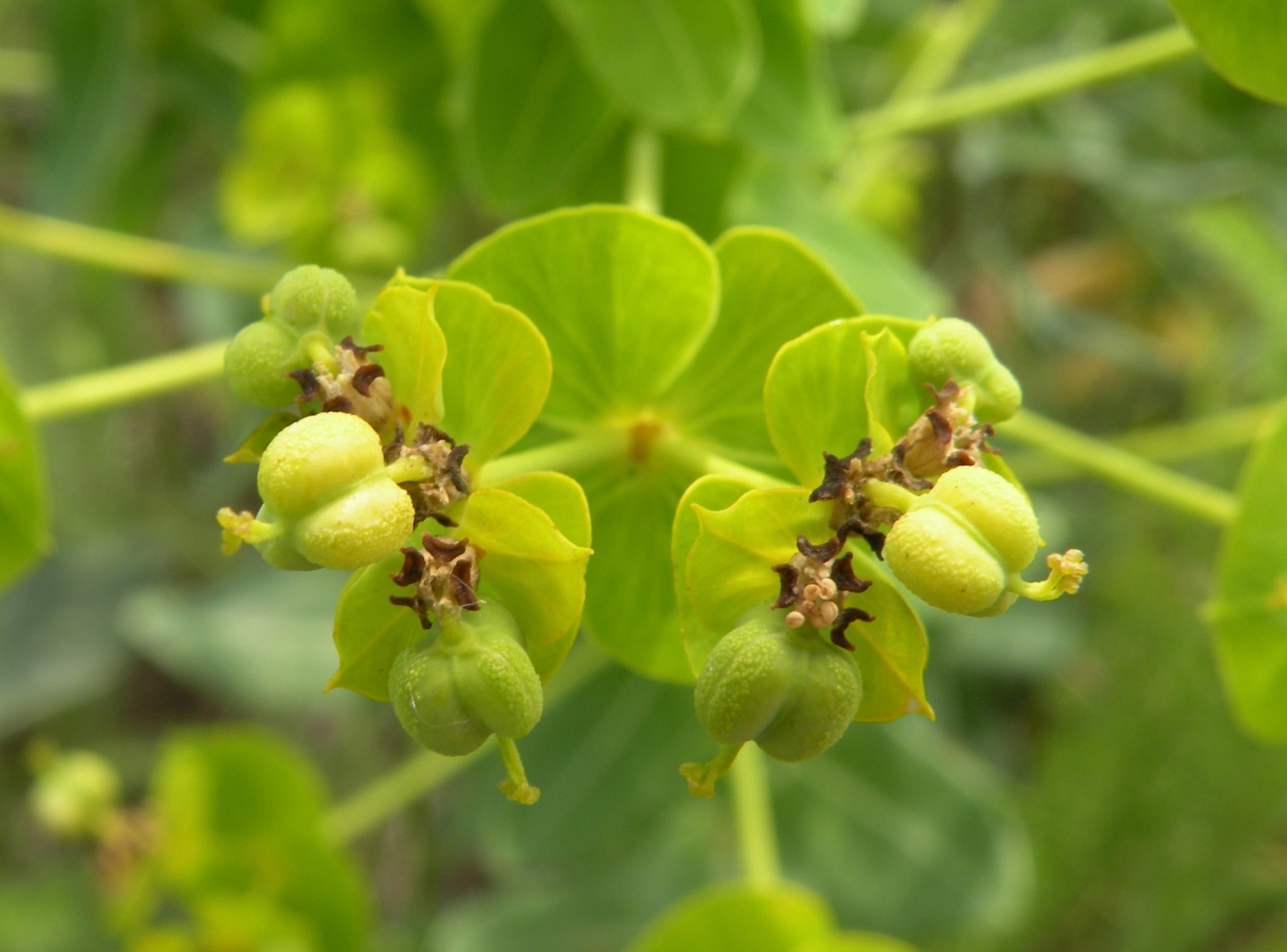 Изображение особи Euphorbia agraria.