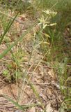 Ornithogalum pyrenaicum. Цветущее растение. Крым, возле пос. Никита, лес к востоку от Никитской расселины. 24.05.2013.