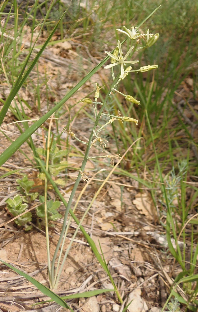 Изображение особи Ornithogalum pyrenaicum.