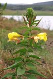 Oenothera glazioviana