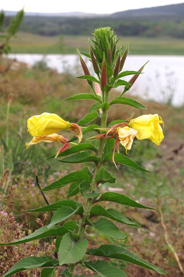 Image of Oenothera glazioviana specimen.