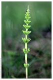 Equisetum arvense. Молодой побег. Республика Татарстан, Кукморский р-н. 29.05.2009.