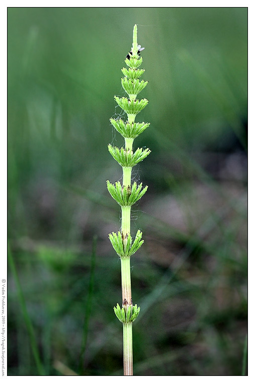 Image of Equisetum arvense specimen.