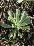 Antennaria dioica. Розетка листьев. Крым, Ялтинская яйла, луговая степь. 29 июня 2013 г.