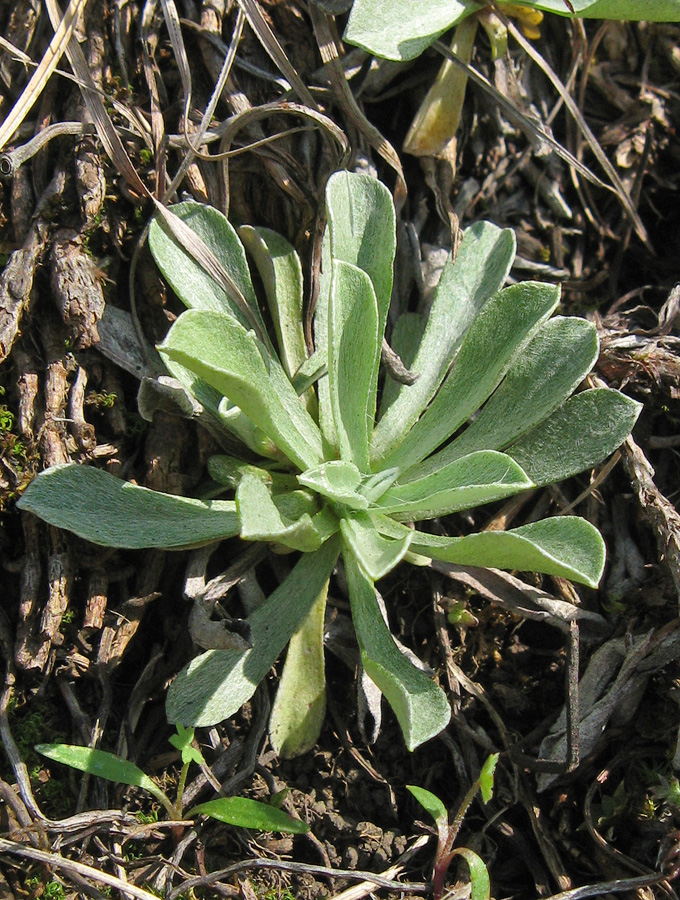 Изображение особи Antennaria dioica.