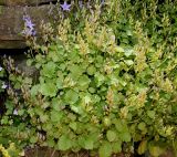 genus Campanula