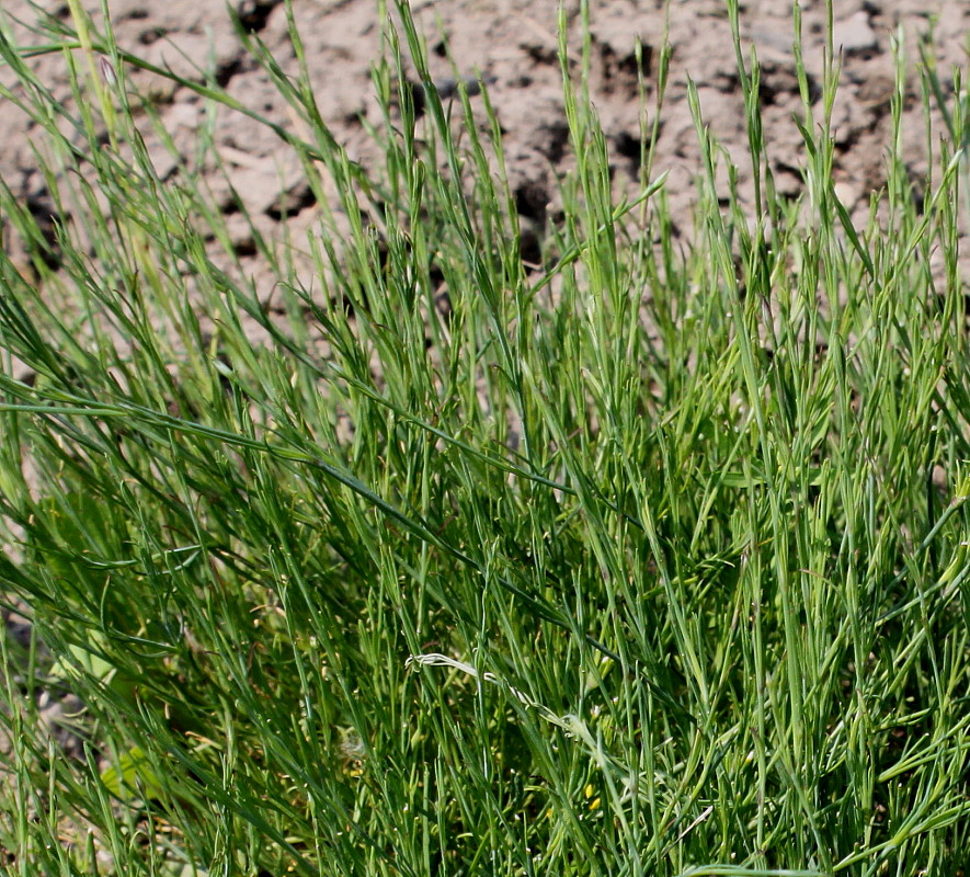 Image of Petrorhagia saxifraga specimen.