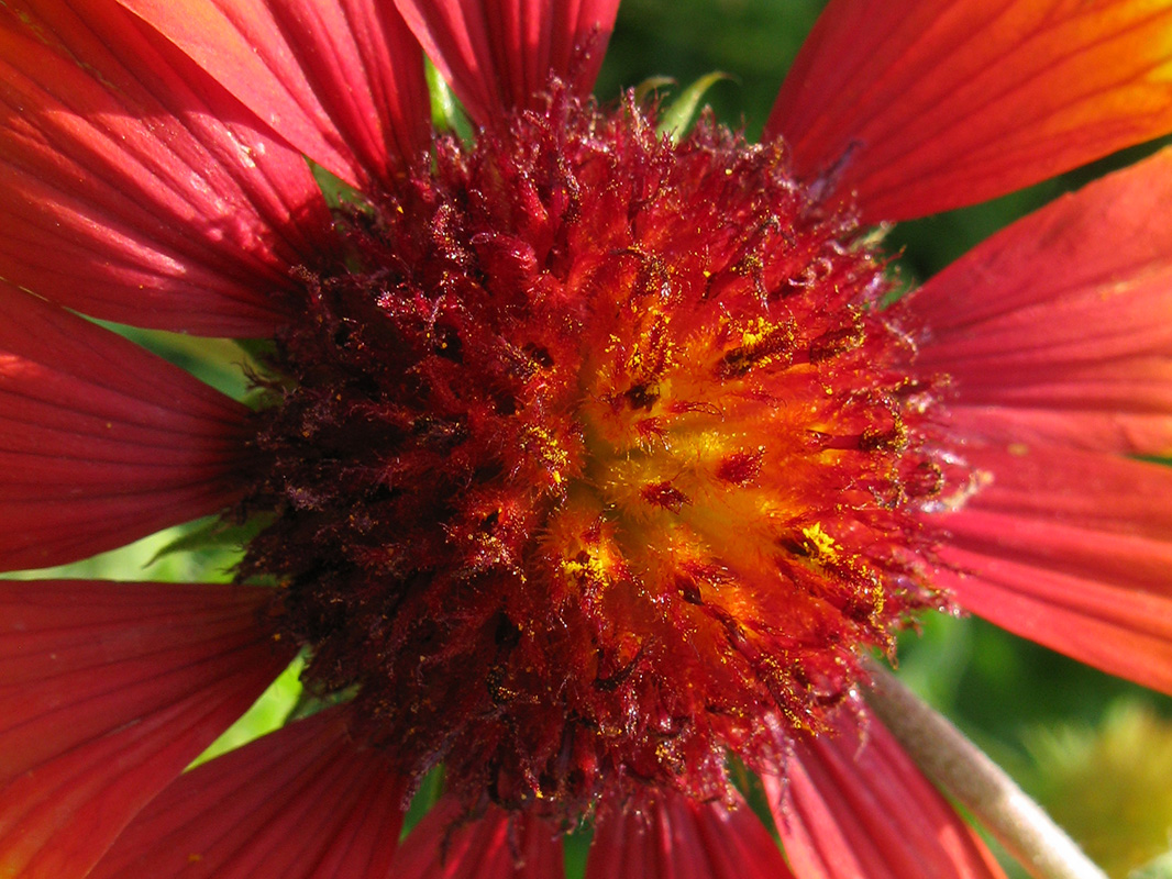 Image of genus Gaillardia specimen.