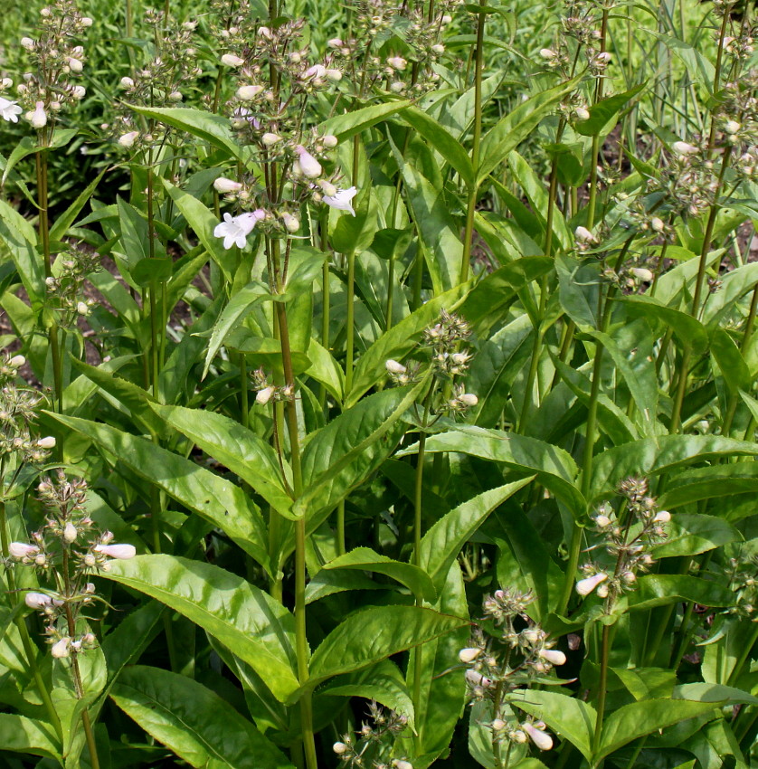 Image of Penstemon attenuatus specimen.