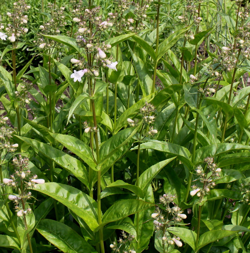 Изображение особи Penstemon attenuatus.