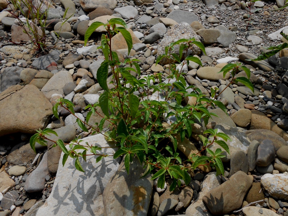 Image of Acalypha australis specimen.
