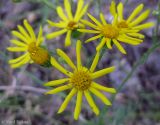 Senecio borysthenicus. Соцветия-корзинки. Украина, Черкасская обл., Каневский р-н, региональный ландшафтный парк \"Трахтемиров\", зарастающая лесная дорога на песке. 28 июня 2013 г.