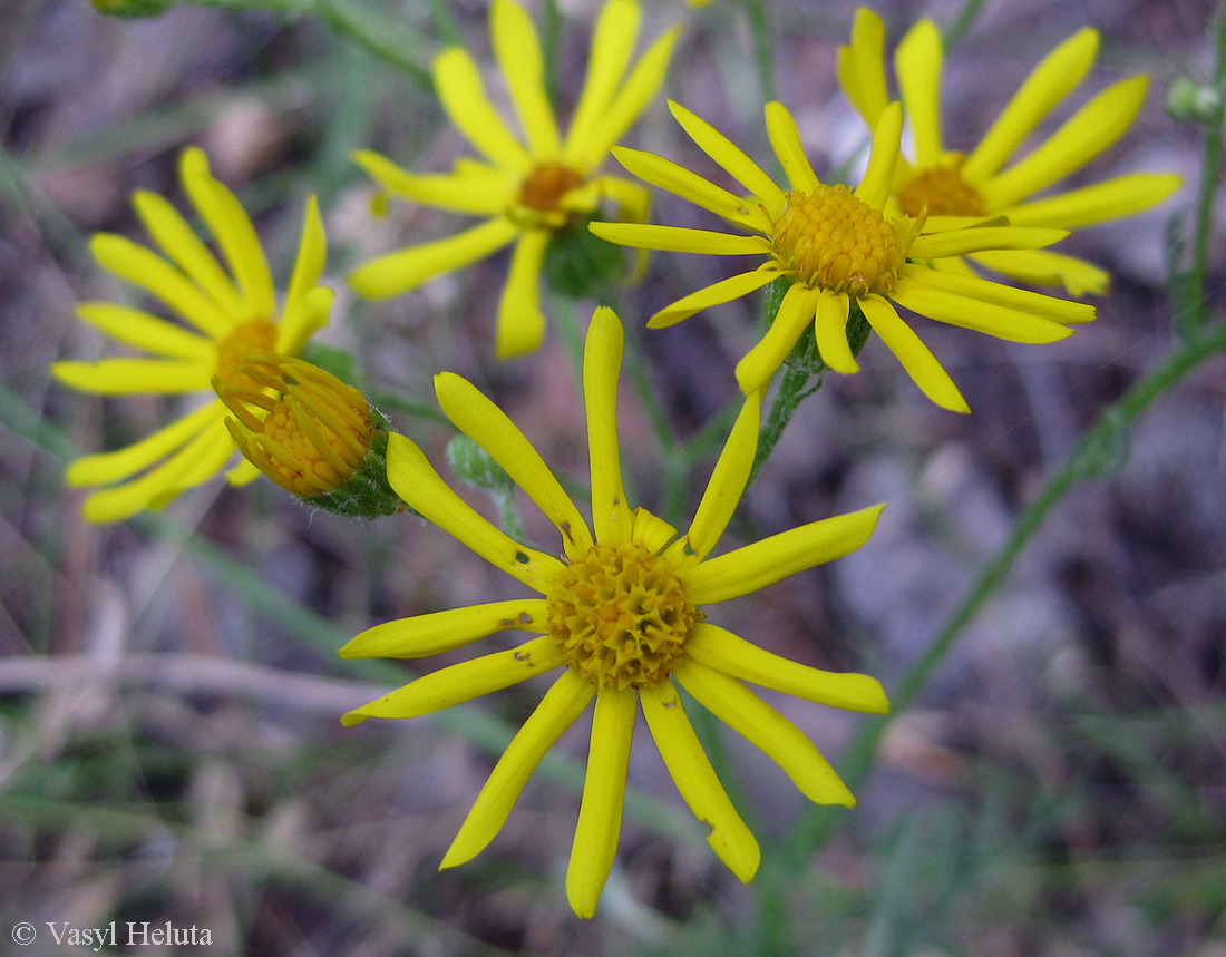 Image of Senecio borysthenicus specimen.