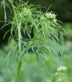 Chaerophyllum bulbosum. Верхушка растения с бутонами и верхнмй стеблевым листом. Санкт-Петербург, ботанический сад СПбГУ. 16.06.2009.