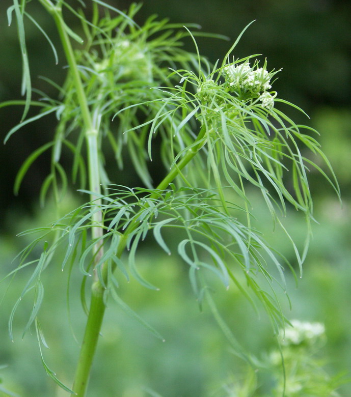 Изображение особи Chaerophyllum bulbosum.