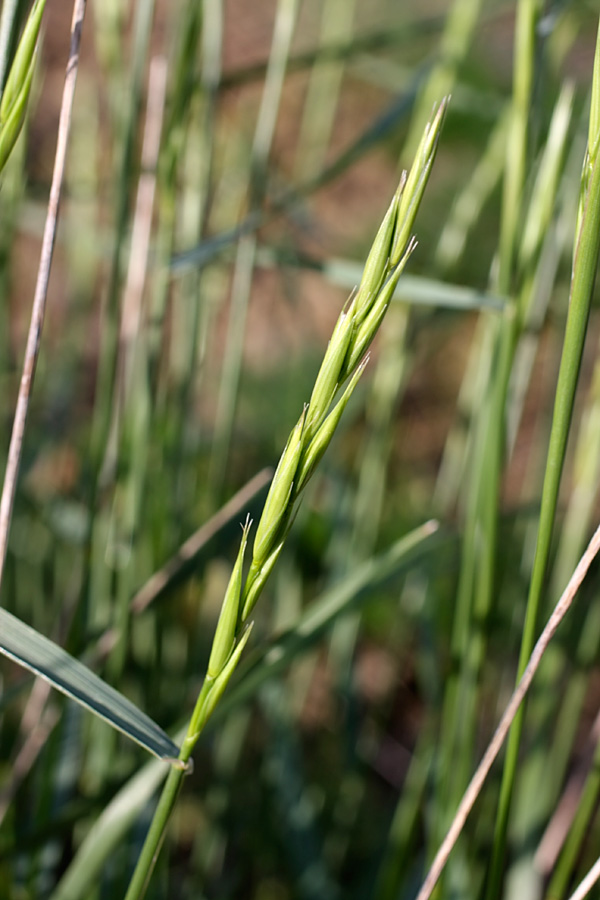 Изображение особи семейство Poaceae.