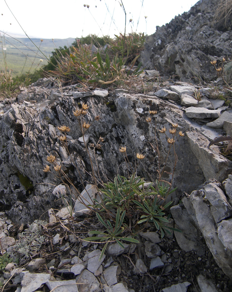 Image of Linum tauricum specimen.