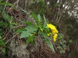 Sonchus congestus. Цветущее растение на склоне. Испания, Канарские острова, Тенерифе, горный массив Тено, вересково-мириковый лес. 6 марта 2008 г.