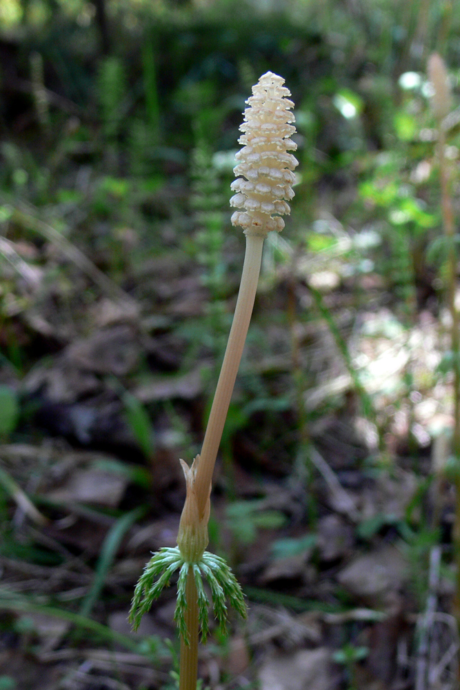 Изображение особи Equisetum sylvaticum.