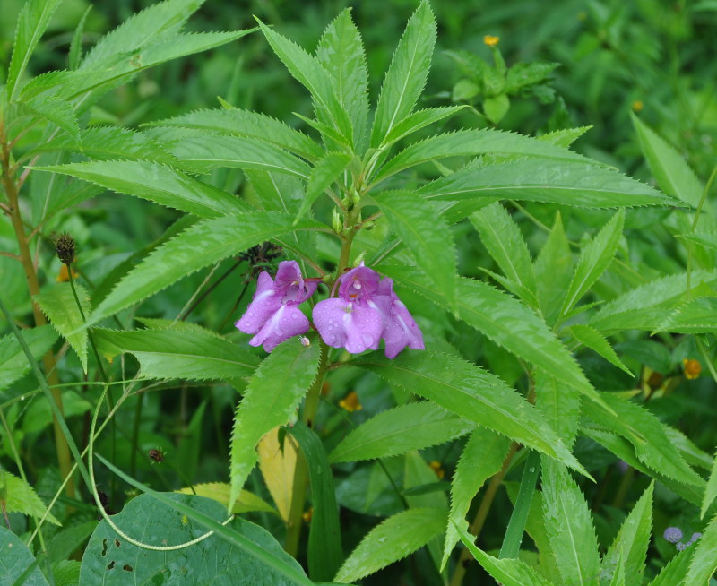 Image of Impatiens balsamina specimen.