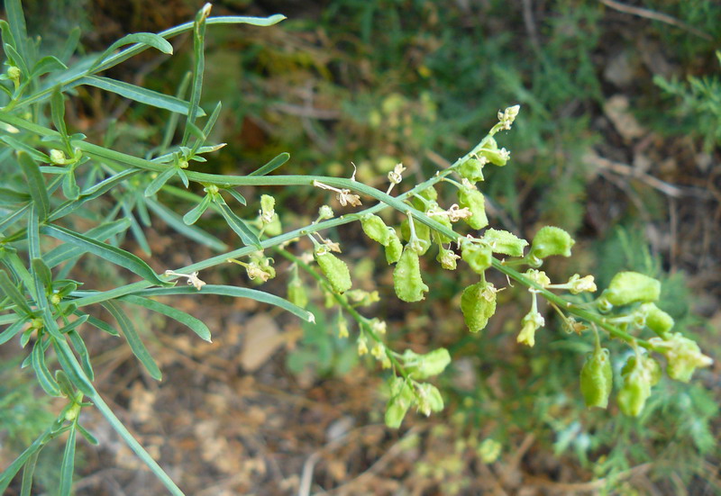 Image of Reseda lutea specimen.
