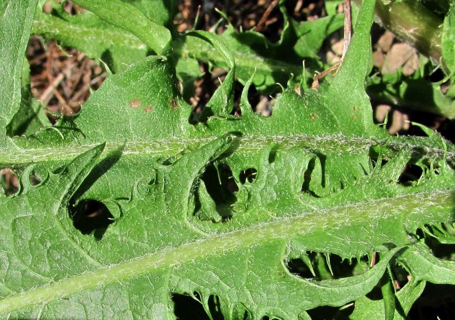 Изображение особи Taraxacum officinale.